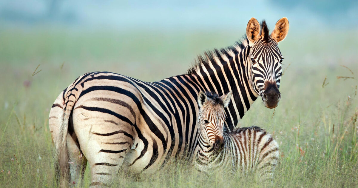 op gang brengen hefboom voordeel Zijn zebra's zwart met witte strepen of wit met zwarte? - Technopolis
